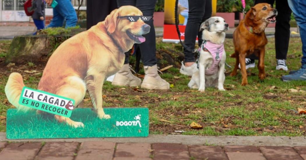 Foto de perros en un parque de Bogotá
