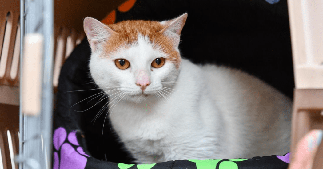 Fotografía de un gato blanco 
