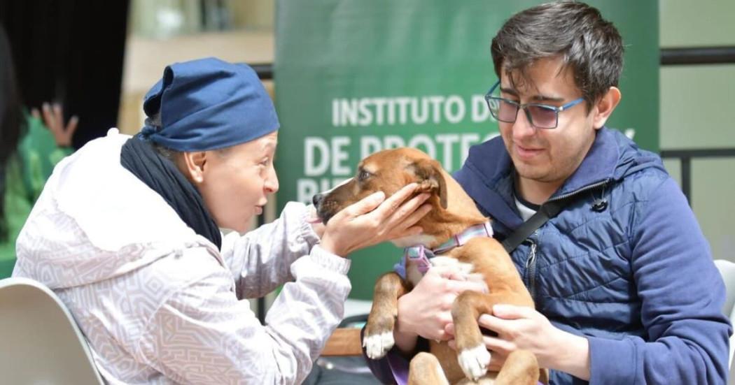 Foto de dos personas cuidadno de un perro en Bogotá