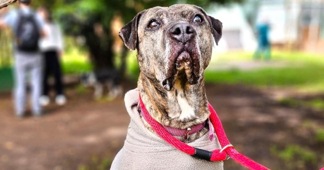 Foro de Astra Milagros, perrita adoptada