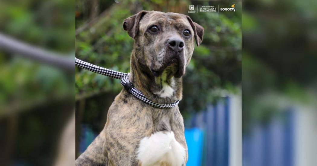 Foto de una perra en adopción en Bogotá
