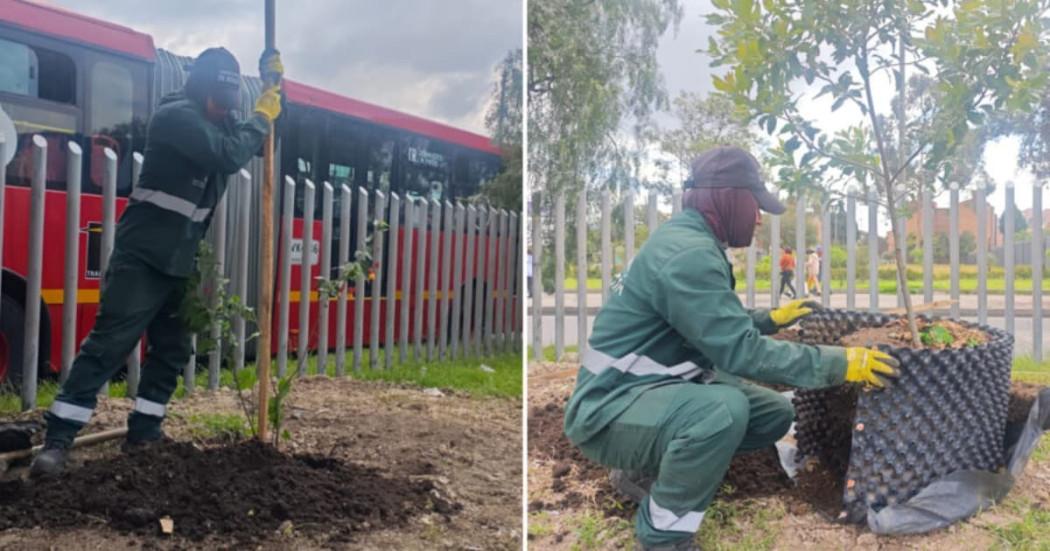 Collage con dos personas sembrando árboles