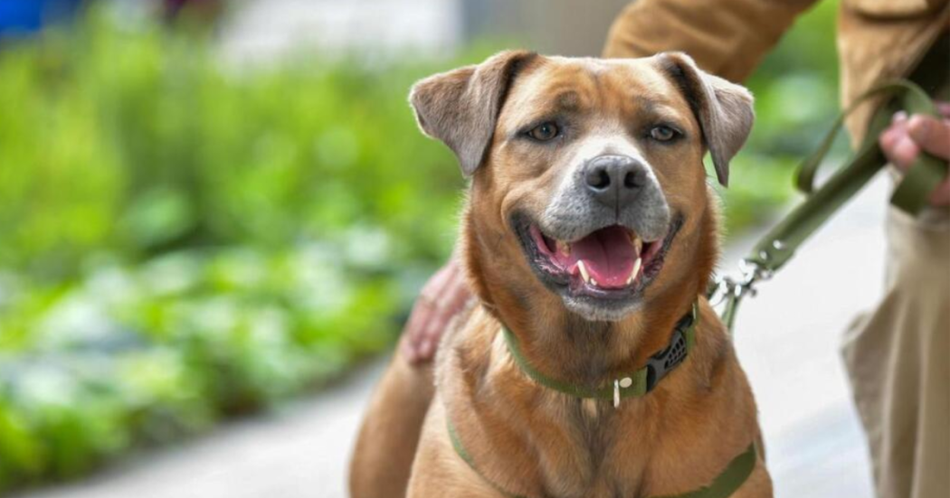 Foto de un perro cafe