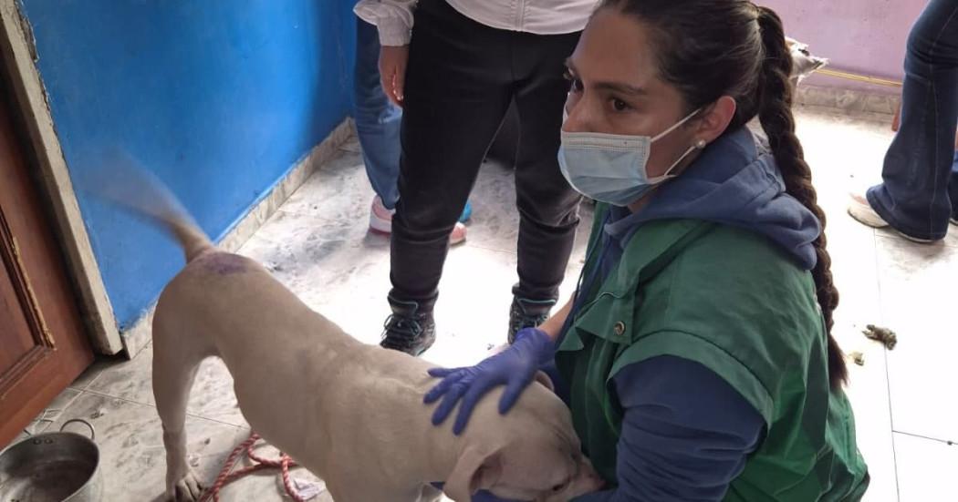 Funcionaria de Protección Animal atendiendo el perro