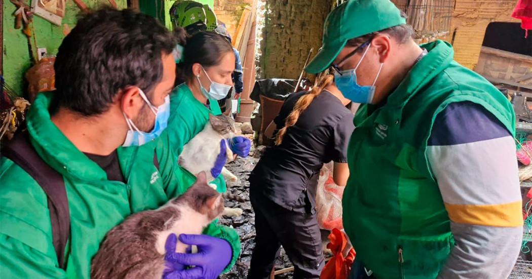 En la foto, los del IDPYBA rescatando a los animales en Bogotá