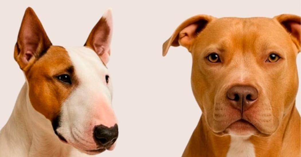 En la foto dos perros de raza especial