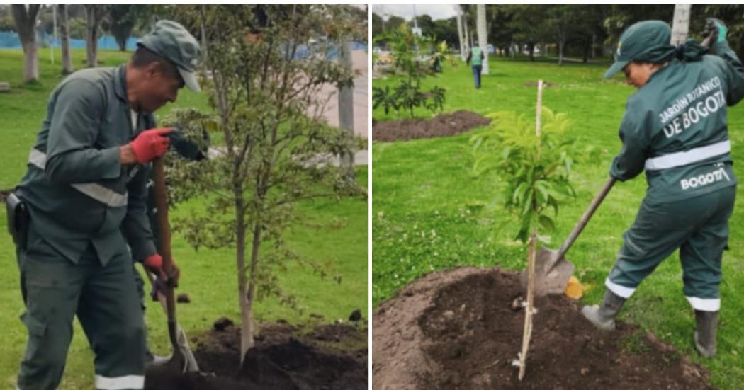 Fotos de los nuevos árboles plantados en la avenida calle 63 en Bogotá.