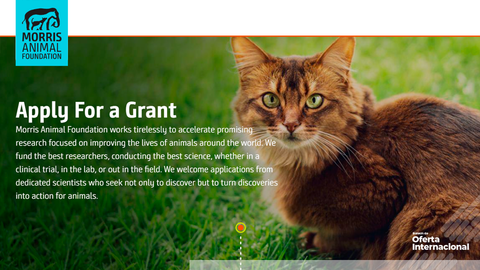 Convocatorias globales de investigación en salud y bienestar animal. Morris Animal Foundation.