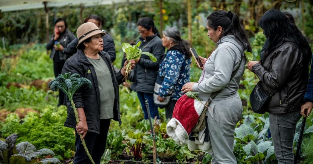 Foto de mujeres campesinas en un cultivo de hortalizas de una las zonas rurales de Bogotá.