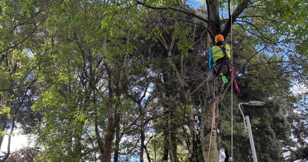 Foto de una de las jornadas de reubicación de plantas por obras de la Línea 1 Metro del Bogotá.
