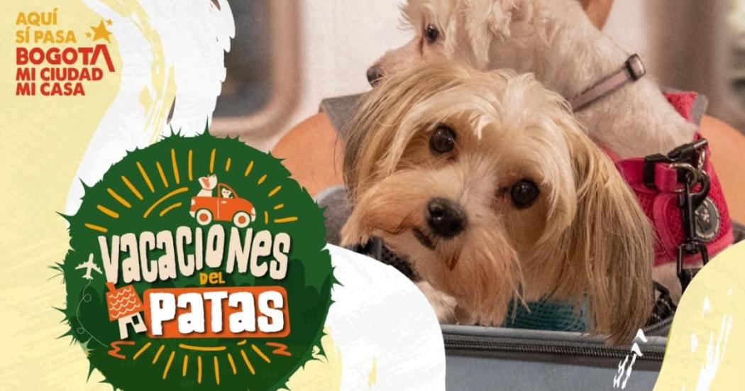 Imagen oficial de la campaña 'Vacaciones del Patas' para viajar con mascotas.