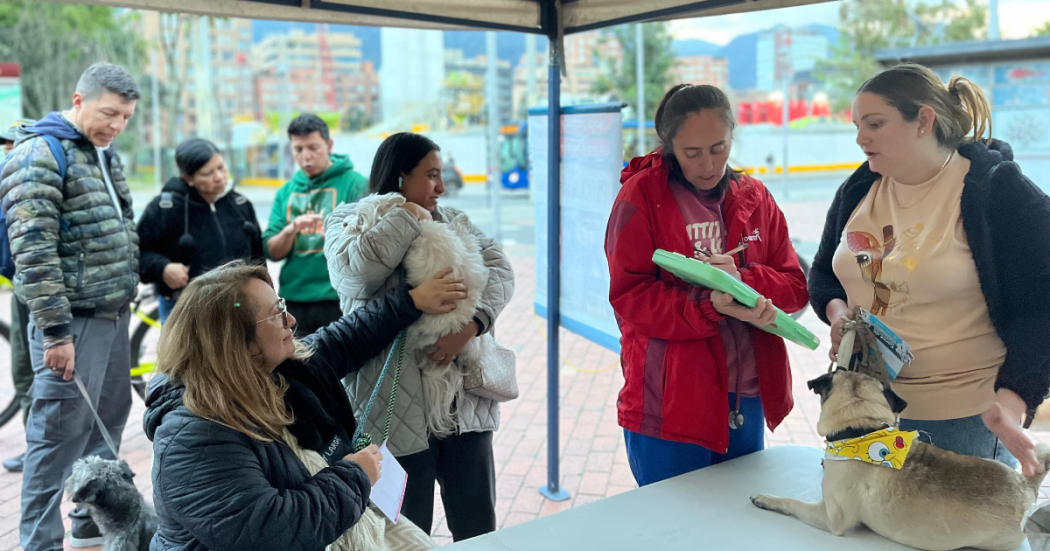 Imagen de un perro que será atendido por una médica veterinaria