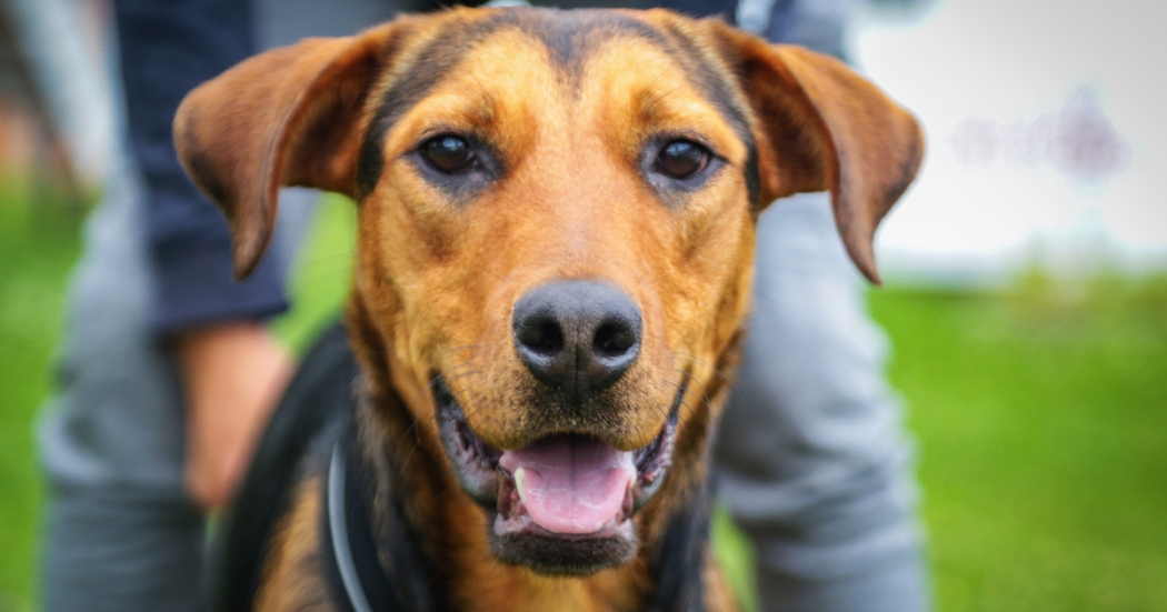 Foto de un perro cafe