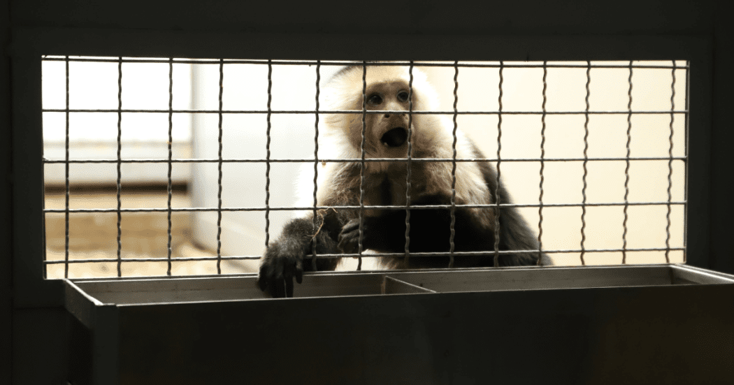 Foto de un mono en una jaula