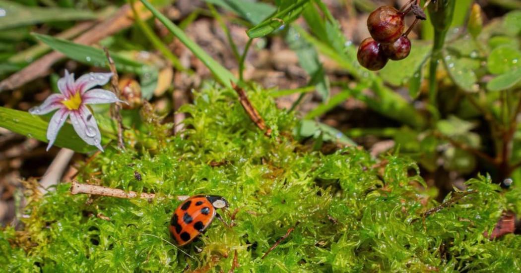 Foto de un ecosistema de Bogotá.