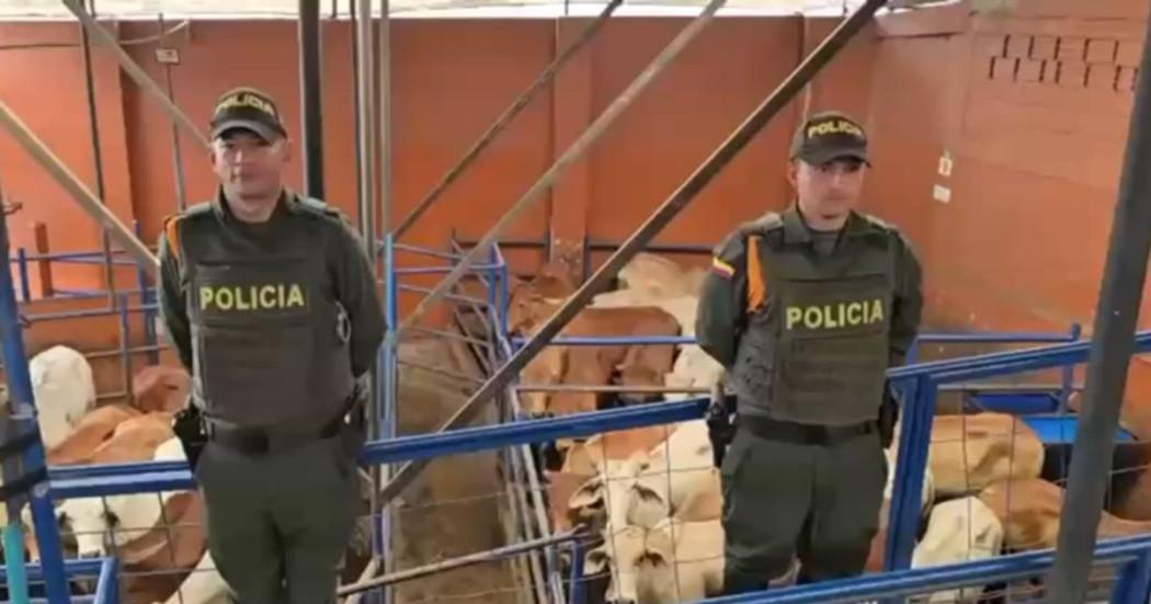 Policía con semovientes bovinos recuperados