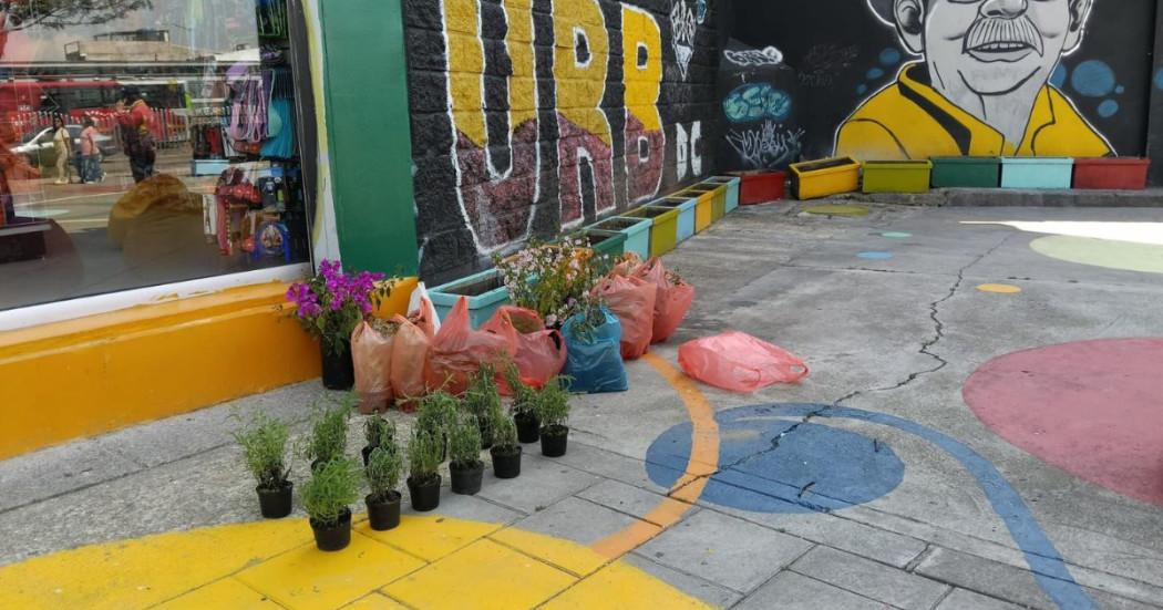 Imagen de plantas para sembrar en espacio público