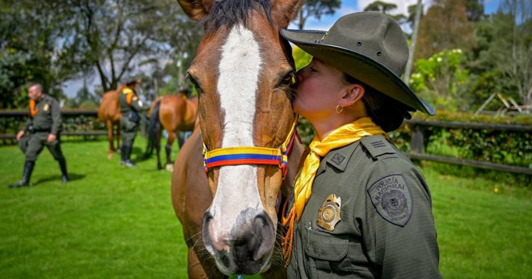 Foto de un caballo de Caravineros
