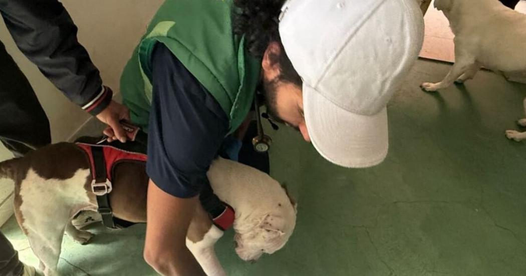 Foto del operativo de rescate de dos perros víctimas de abuso sexual en barrio Puerto Rico.