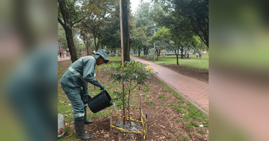 Imagen de persona regando los árboles en matenimiento.
