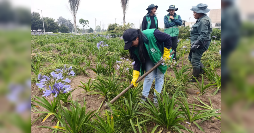 Imagen de funcionarios del Jardín Botánico realizando mantenimiento de áreas verdes de dos sectores de Bogotà.