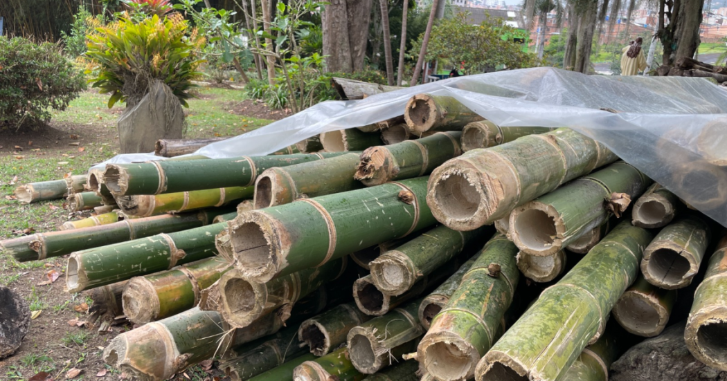 Imagen de la guadua recuperada