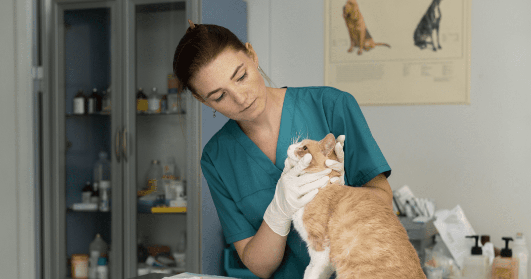 Foto de una veterinaria revisando un gato