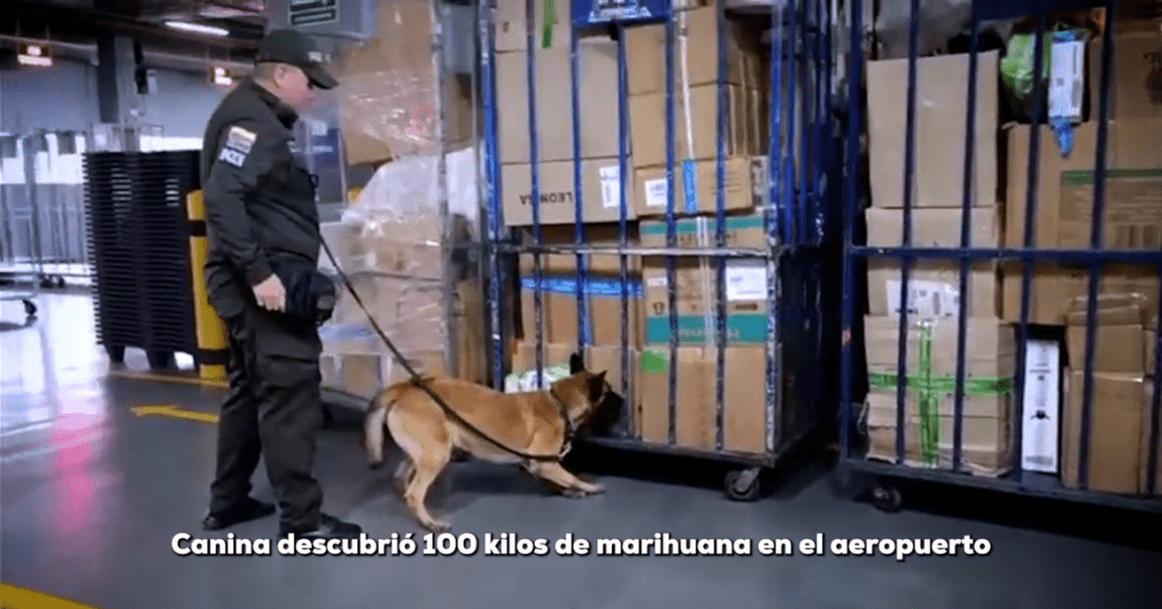 Imagen de la canina olfateando las cajas que contenían la marihuana
