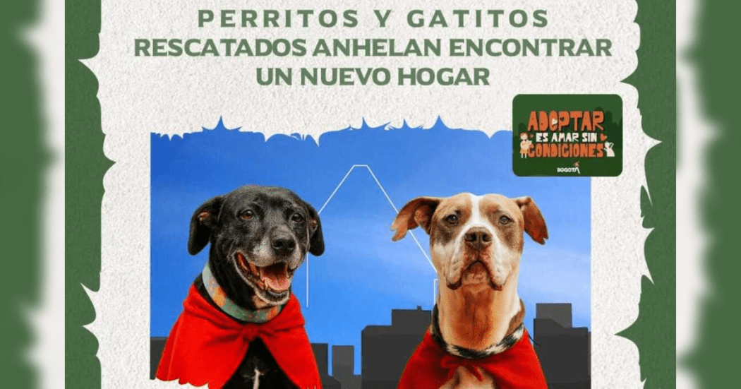 Pieza gráfica sobre jornada de adopción.