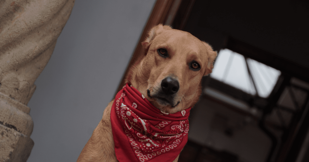 Foto de un perro con una pañoleta roja.