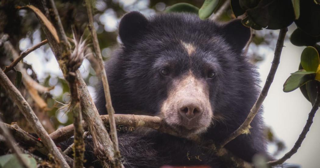 Foto de un oso andino.
