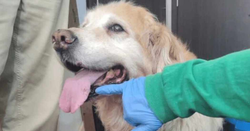 Imagen de perro en primer plano 