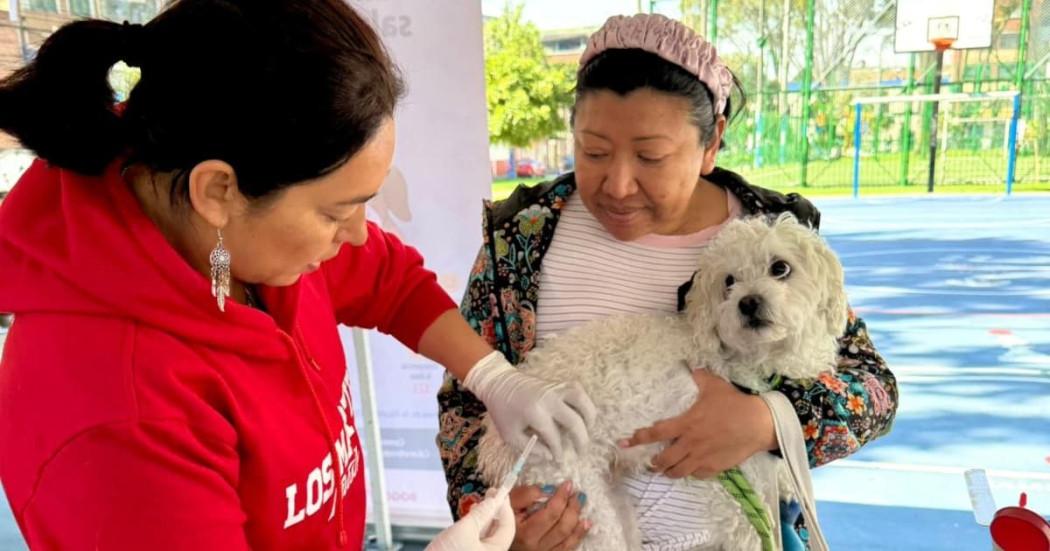 Foto de uno de los perros beneficiados en la jornada gratis de vacunación.