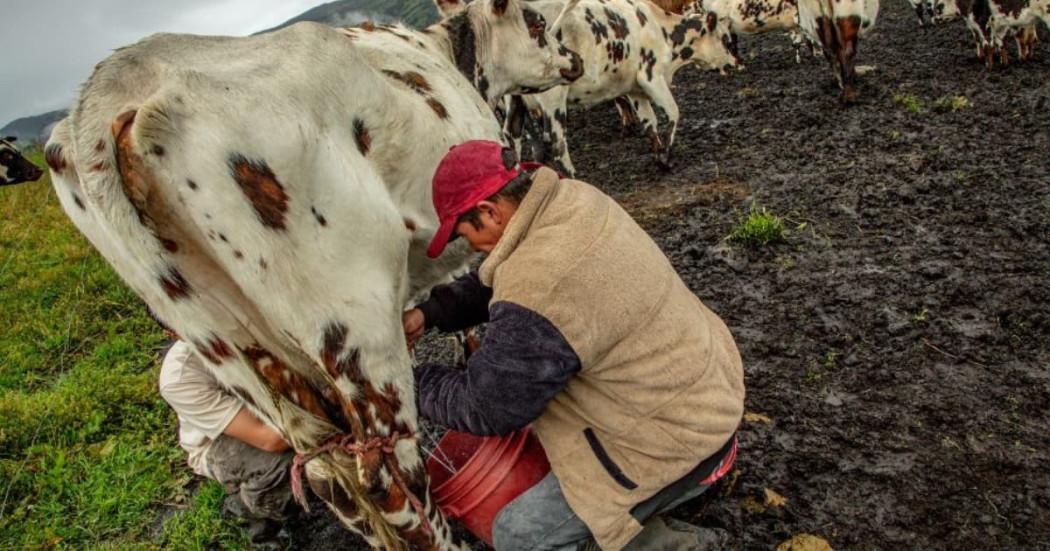 Foto de un campesino en zona rural de Bogotá, realizando tareas de ordeño de vacas.