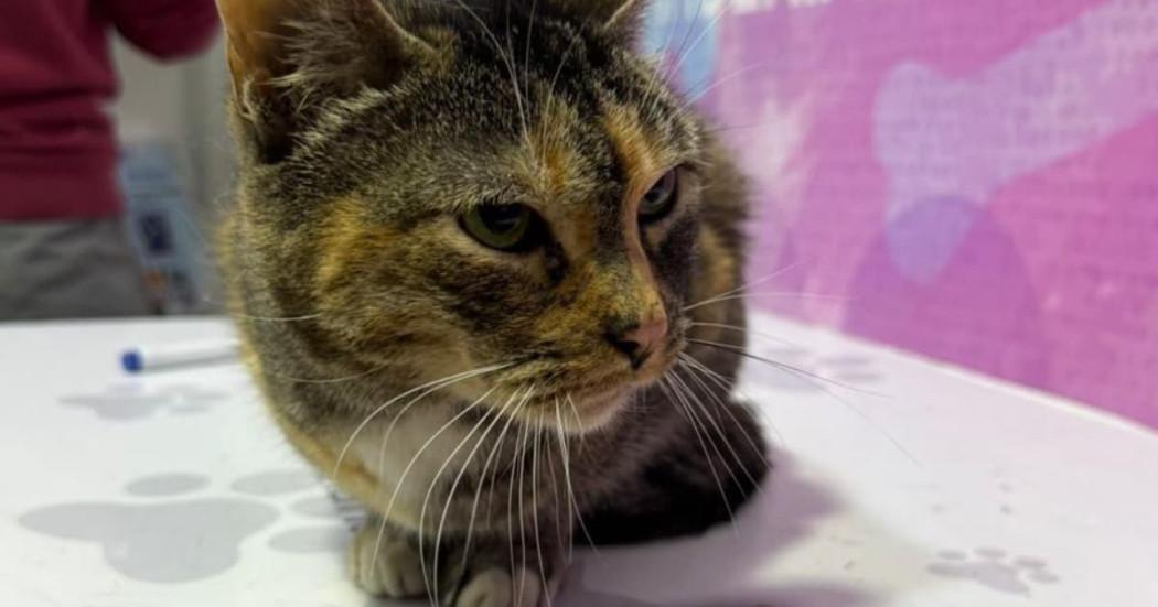 Foto de de la gata Lucía, tras el colapso de la vivienda en el barrio Roma.