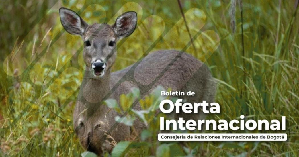 Accede a fondos y financiación desde el exterior para proyectos Bogotá 