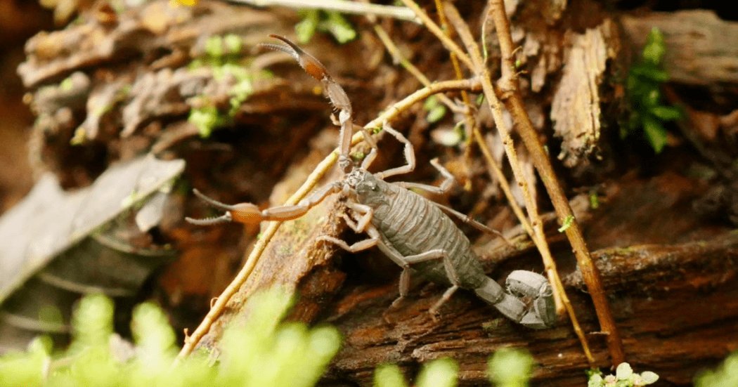 Imagen de un animal silvestre