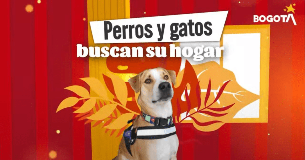 Imagen del perro perdido en Bogotá