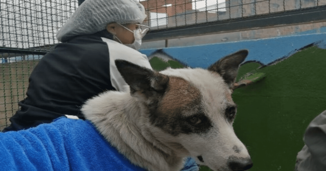Imagen en primer plano de perro acompañando una jornada de servicio social
