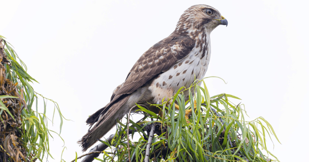 Imagen en primer plano de ave silvestre