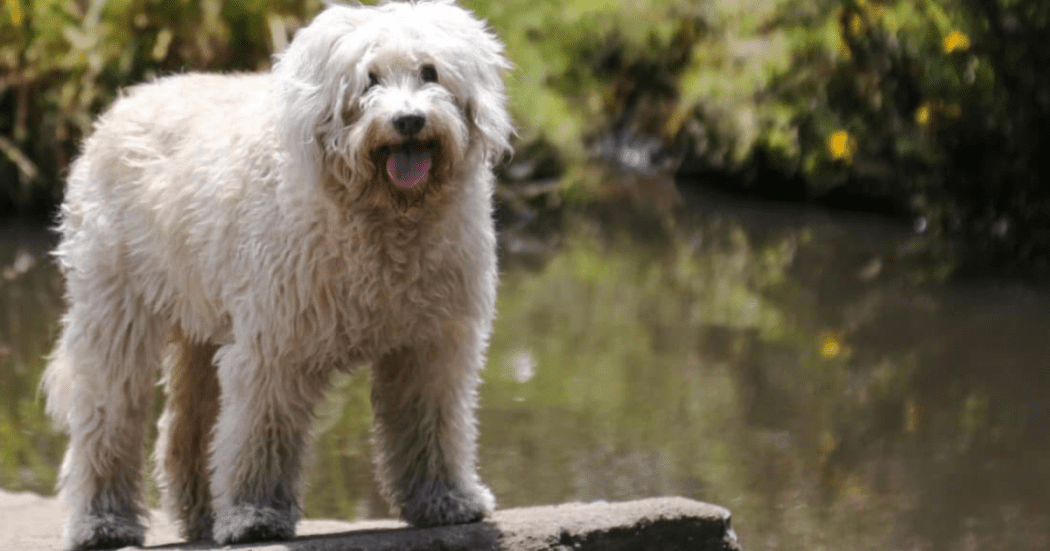Imagen en primer plano de perrita que falleció 