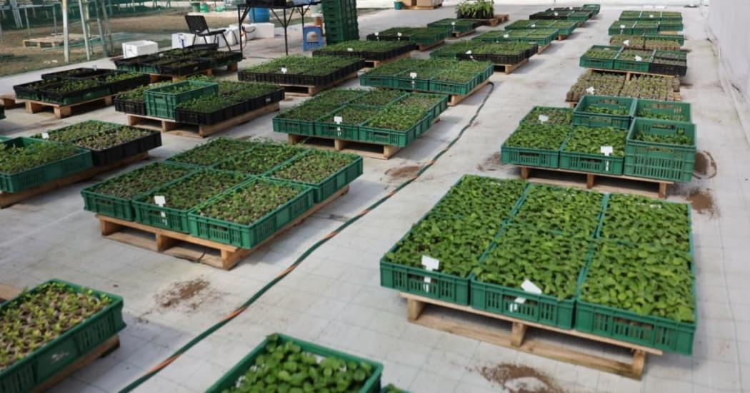 semillas de árboles nativos destinadas a viveros municipales