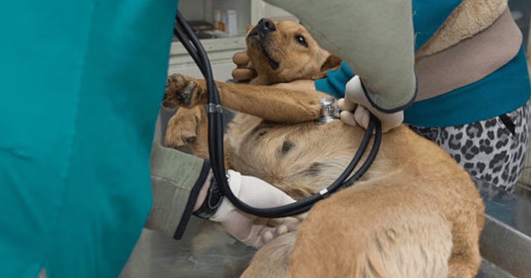 Imagen de un perro en una intervención médica