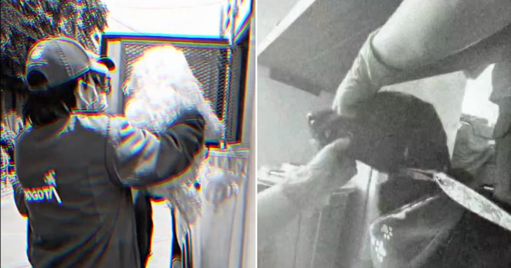 Imagen de los caninos rescatados