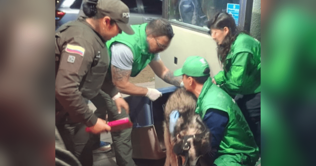 Imagen del rescate del canino en Bogotá