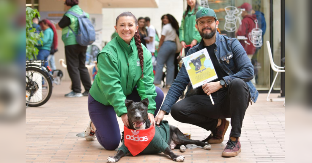 Imagen de un perro disfrutando de una salida 