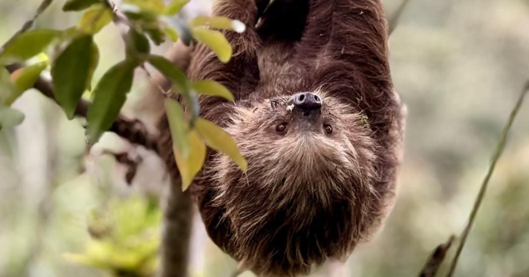 Oso perezoso de dos dedos en un árbol