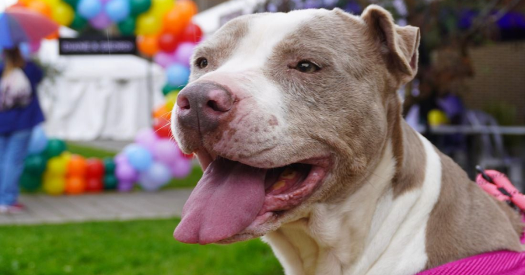 Imagen de la cara de un perro