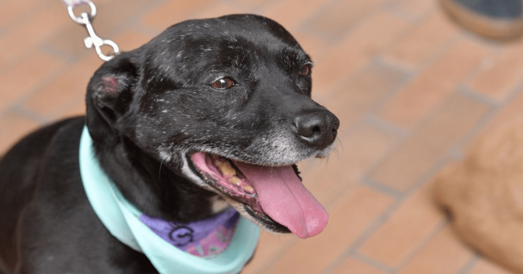 Imagen en primer plano de perro 