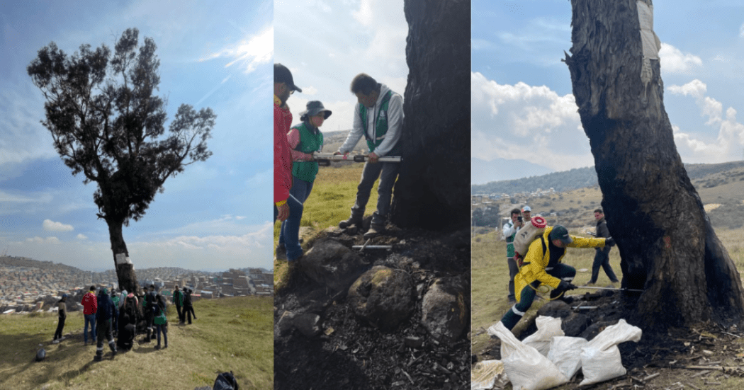 Imagenes del Palo del Ahorcado mientras las entidades distritales trabajan en su recuperación.
